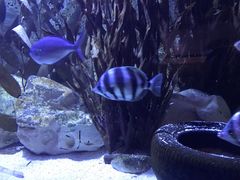 -悉尼海洋生物水族馆