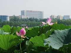 -莲花池公园