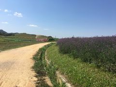 -光明小镇欢乐田园