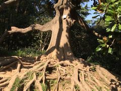 -西湖外事游船(花港观鱼码头)