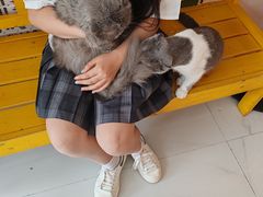 -我爱猫咪·猫咖·狗咖·安哥拉兔·羊驼咖(小寨华旗店)