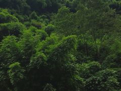 -芦沟竹海