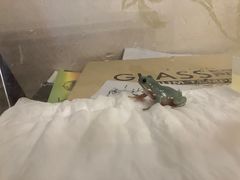 -酷以爬仙阁实体爬宠店·守宫·蜥蜴·专业繁育