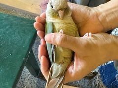 -深圳鸟咖鹦花岛
