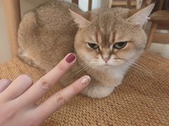 -滚猫咖啡·猫咖·猫友好撸猫(未来城店)