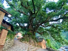 -杨家堂村