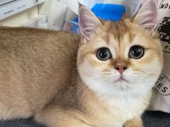 -东方名猫馆·英短金渐层布偶猫舍(环线广场1号楼店)