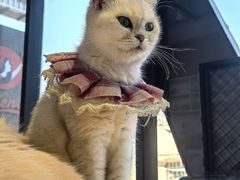 -怪兽屋·羊驼·猫咖·狗咖(俊华广场店)