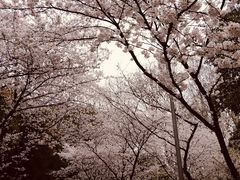 -武汉大学-樱园
