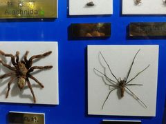 -上海昆虫博物馆