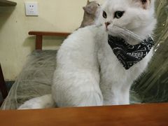-猫色咖啡·猫咖