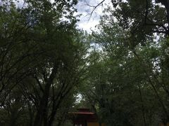 -罗布林卡
