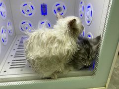 -贝康宠物医院·犬猫全科·小动物特色诊疗中心(东环路店)