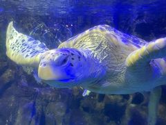 -太平洋海底世界