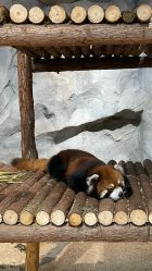 -Zoolung Zoolung动物主题公园(海信广场店)