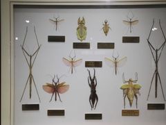 -上海昆虫博物馆