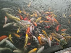-北湖公园