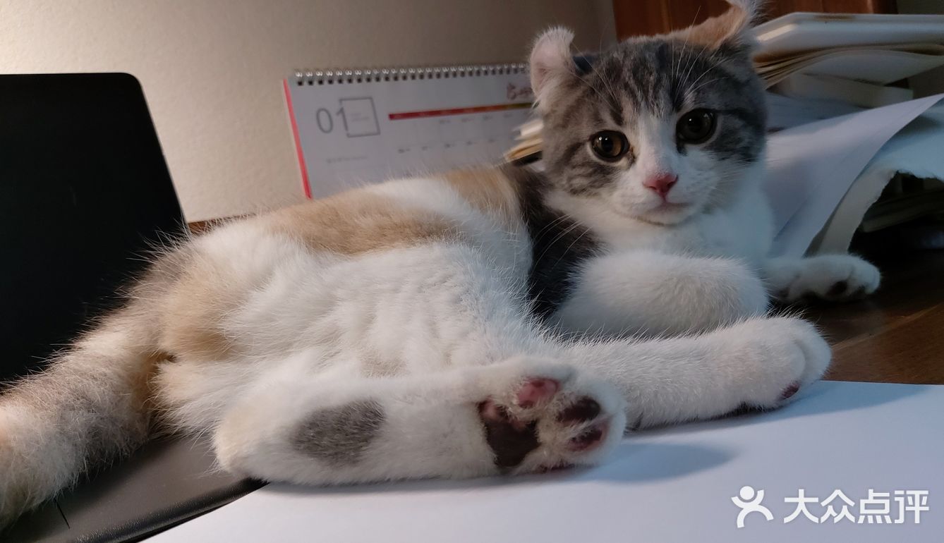 终于去了朋友买过的宠物店收了一只超级可爱的猫咪！