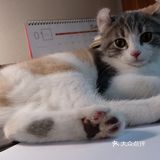 终于去了朋友买过的宠物店收了一只超级可爱的猫咪！