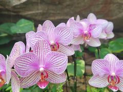 -石家庄市植物园