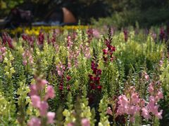 -上海滨江森林公园