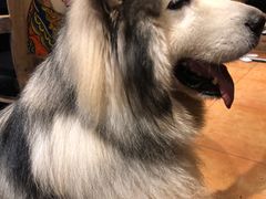 -more than meow吴止猫主题餐厅(承德 中船汇店)