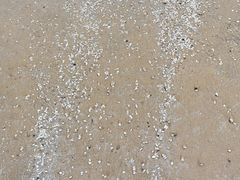 -日照海滨国家森林公园
