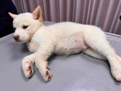 -宠物星动物医院·眼科·异宠·猫科(江南大道总院)