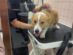 -FAELING PETS美天灵宠物(富力广场店)