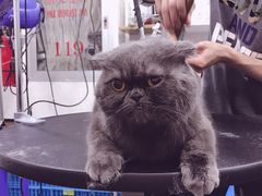 -八公叔叔宠物美容连锁(春申店)