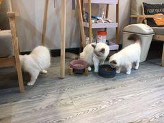 -猫十亿·布偶金渐层·曼基康矮脚猫舍(青年路店)