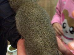 -藦茜花园宠物主题亲子互动体验馆(国顺东路店)