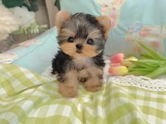 -萌宠之家·腊肠犬·马尔泰·小体犬舍