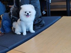 -喜茶(南京仙林金鹰店)