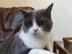 -佐罗家宠物馆·猫文化馆(紫霞路店)