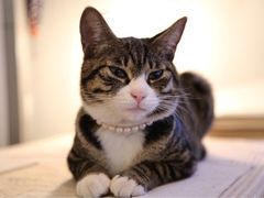 iphone_upload_pic-海边的猫和咖啡馆