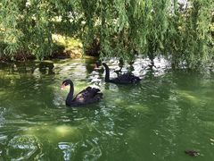 -长白岛森林公园