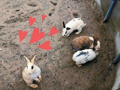 -前小桔亲子创意农场·草莓采摘·露营烧烤