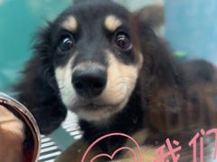 -FAELING PETS美天灵宠物(合生汇店)