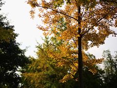 -白鹭湾湿地公园