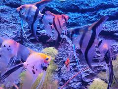 -上海海洋水族馆