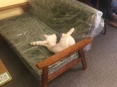 -猫色咖啡·猫咖
