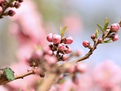 -海棠花溪(元大都城垣遗址公园)