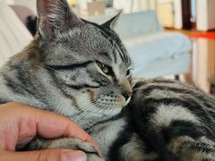 -伟伟宠物医院·瑞派猫友好医院·猫科(光谷店)