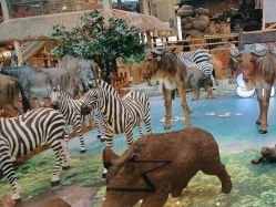 -卡通尼·Safari非洲探索乐园·生日会(金桥国际商业广场店)