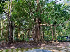 -中国科学院西双版纳热带植物园