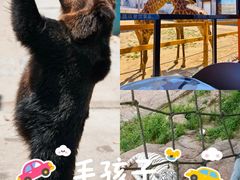 -西霞口神雕山野生动物世界