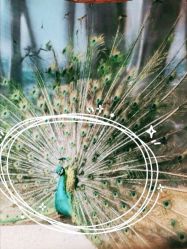 -酷嗒动物文化乐园(cutezoo西溪乐天城店)