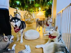 -Husky Go! 哈士奇体验馆·宠物咖啡厅狗咖