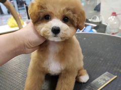 -欣怡宠物店